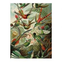 KEK Amsterdam Exotic Birds Print op hout M Wanddecoratie & -planken Multicolor Hout