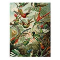 KEK Amsterdam Exotic Birds Print op hout S Wanddecoratie & -planken Multicolor Hout